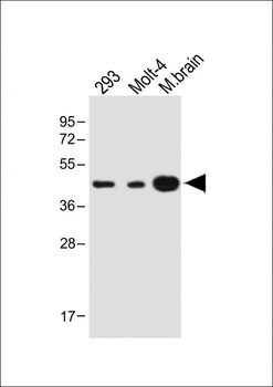 STRADA Antibody (C-term)