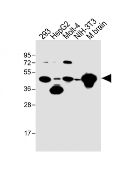 STRADA Antibody (C-term)