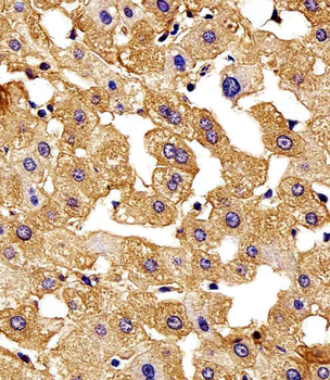 HBG2 Antibody (C-term)