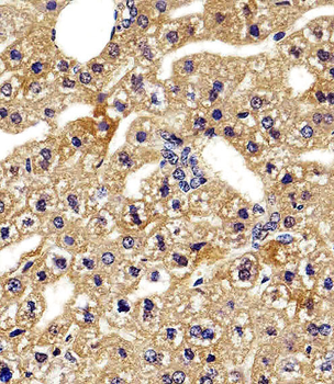 HBG2 Antibody (C-term)