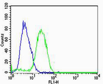 HBG2 Antibody (C-term)
