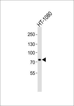 UIMC1 Antibody (C-term)
