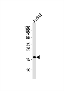 MAFK Antibody