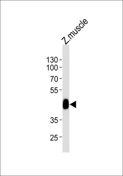 Zebrafish ldb1a Antibody (C-term)