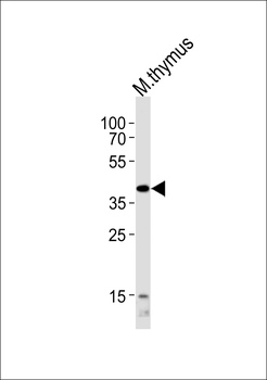 Mouse Tfap2a Antibody (Center)
