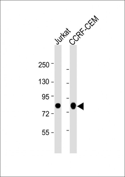 MYB Antibody (Center)