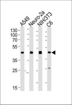 CREB1 Antibody