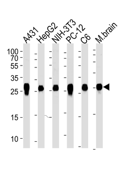 YWHAZ Antibody