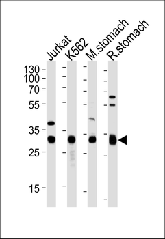 ESD Antibody (Center)