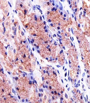 PHB Antibody
