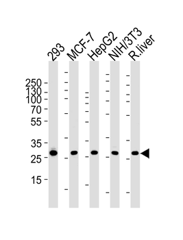 PHB Antibody