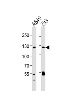 SIRT1 Antibody