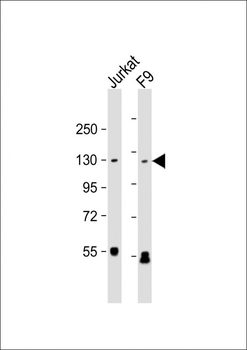 SIRT1 Antibody