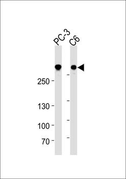 FLNA Antibody