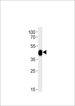 Zebrafish chst11 Antibody (Center)