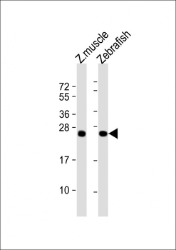 Zebrafish dusp22a Antibody (C-term)