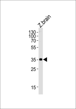 DANRE gnb1 Antibody (N-term)