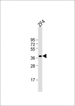 DANRE efnb2a Antibody (Center)