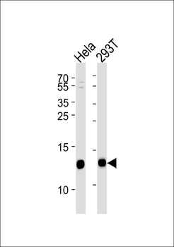 VAMP8 Antibody (N-term)