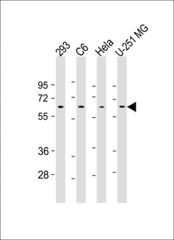 YY1 Antibody