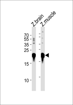 DANRE park7 Antibody (C-term)