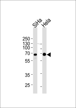 NLK Antibody