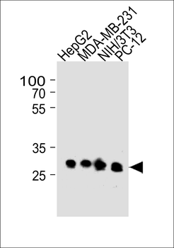 BCL2L1 Antibody