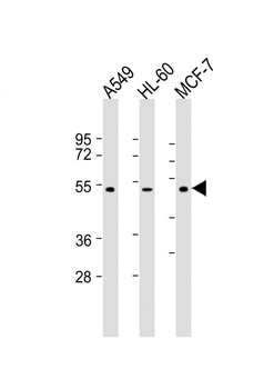 AVPR1A Antibody (C-term)