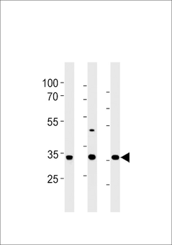 R Cgref1 Antibody (C-term)