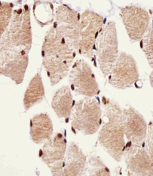 SSNA1 Antibody (N-term)