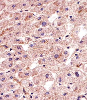 MATN2 Antibody (C-term)