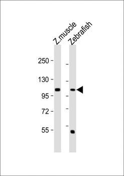 DANRE heg Antibody (C-term)