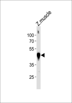 DANRE actba Antibody (Center)
