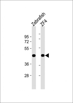 DANRE actba Antibody (Center)