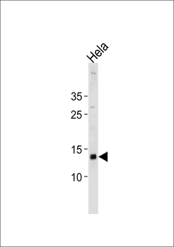 DAP Antibody (N-term)