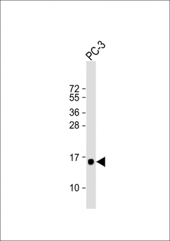 DAP Antibody (N-term)