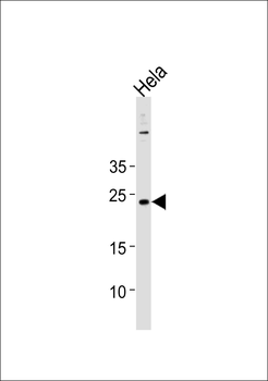 CNO Antibody (Center)