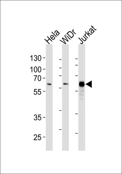 HDAC1 Antibody