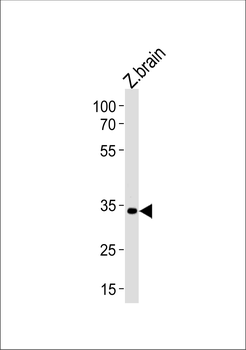 DANRE pax2a Antibody (Center)