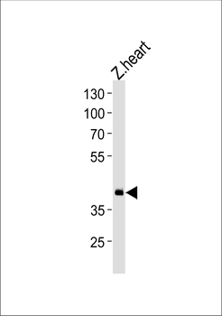 DANRE hoxd11a Antibody (Center)