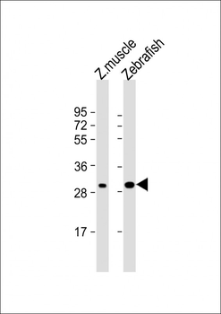 DANRE hoxc9a Antibody (C-term)