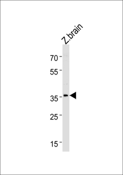Zebrafish hoxc13a Antibody (C-term)