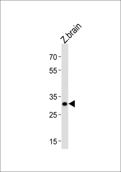 Zebrafish hoxb8b Antibody (C-term)