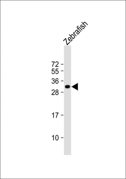 Zebrafish hoxb8b Antibody (C-term)