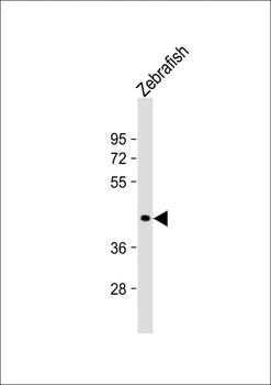 DANRE hoxa1a Antibody (Center)