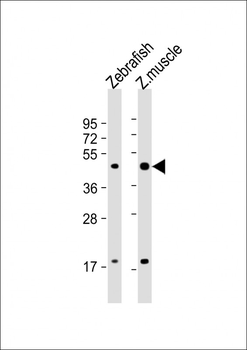 Zebrafish atf4 Antibody (C-term)