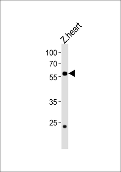 Zebrafish ccdc149b Antibody (N-term)