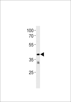TAAR2 Antibody (N-term)