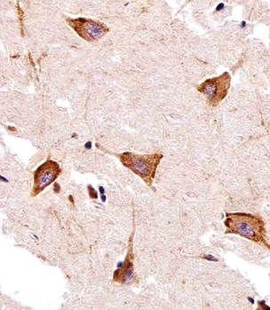 TAAR2 Antibody (N-term)