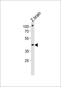 Zebrafish pou3f3a Antibody (C-term)
